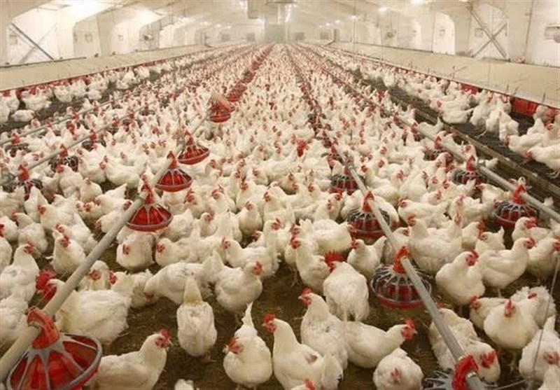 جوجه ریزی و توزیع به موقع نهاده‌ها به تاخیر نیفتد