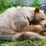 خرس‌ها به کندوهای عسل دماوند حمله کردند؛ زنبورداران نگران آینده