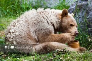 خرس‌ها به کندوهای عسل دماوند حمله کردند؛ زنبورداران نگران آینده