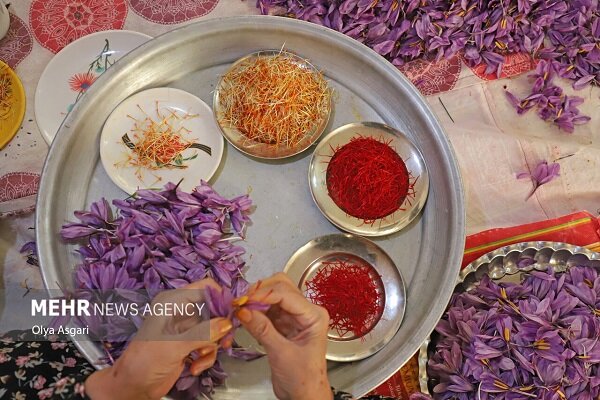 درد خام‌فروشی با راه‌اندازی پالایشگاه گیاهان دارویی درمان می‌شود؟