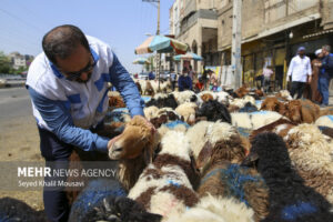 رهنما: خدمات رایگان دامپزشکی استان بوشهر در دهه فجر ارائه می شود