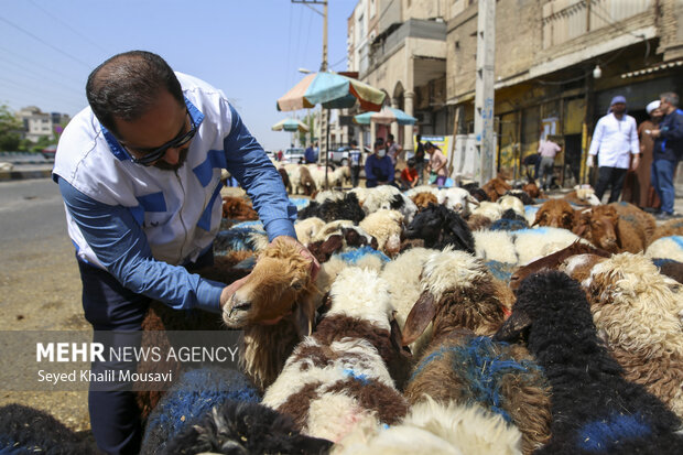 رهنما: خدمات رایگان دامپزشکی استان بوشهر در دهه فجر ارائه می شود