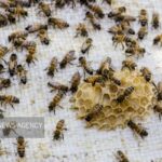 زنبورداران کویر در مسیر جهانی شدن؛ صادرات ۴۰ درصدی عسل به خارج کشور