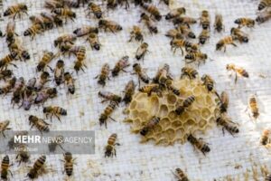 زنبورداران کویر در مسیر جهانی شدن؛ صادرات ۴۰ درصدی عسل به خارج کشور