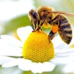 زنبورداری استان تهران در خطر نابودی است