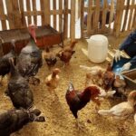 سرگزی: ۳۸۸ هزار طیور علیه بیماری نیوکاسل در جنوب شرق کشور واکسینه شدند