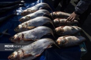 سند الگوی کشت و بهره‌گیری از فناوری نانوحباب در تامین امنیت غذایی