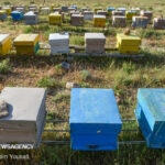 سود ۹۰ برابری زنبورداری به بخش کشاورزی