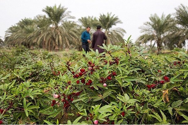 عطر درمان از دل کویر؛ سیستان و بلوچستان سرزمین گیاهان شفابخش