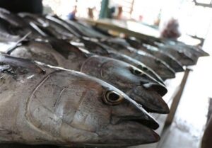 فعالیت 8 هزار شناور برای صید تون‌ماهیان در کشور