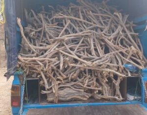 قاچاق چوب در کمین جنگل‌های کردستان؛ نبرد منابع طبیعی با قاچاقچیان