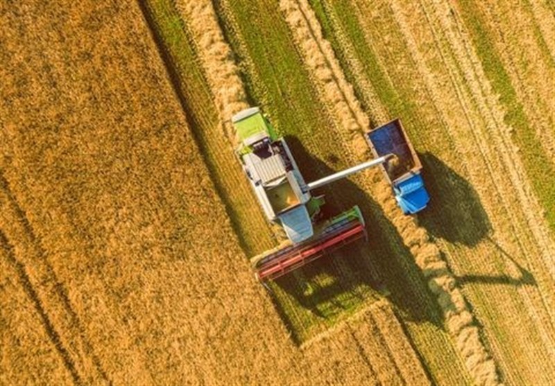 قیمت خرید تضمینی گندم بازنگری می شود؟