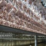 قیمت مرغ تازه در تهران اعلام شد