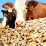 قیمت نهاده‌های دامی پس از حذف ارز ترجیحی کشف شد