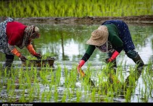 «نجات آب» ــ 53 | آموزش زنان کشاورز در مناطق کم‌برخوردار