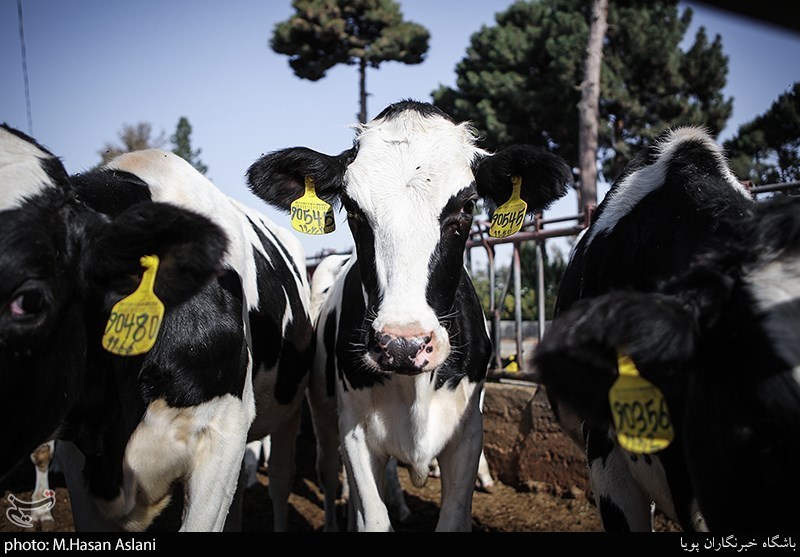 هسته‌ای در کشاورزی ــ 72 | مدیریت حشرات ناقل بیماری دامی + اینفوگراف