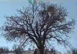 پاکسازی ۲۰۰ هکتار جنگل بلوط از آفت لورانتوس + فیلم