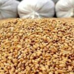 پرداخت تسهیلات برای خرید نهاده‌ با حذف ارز ترجیحی