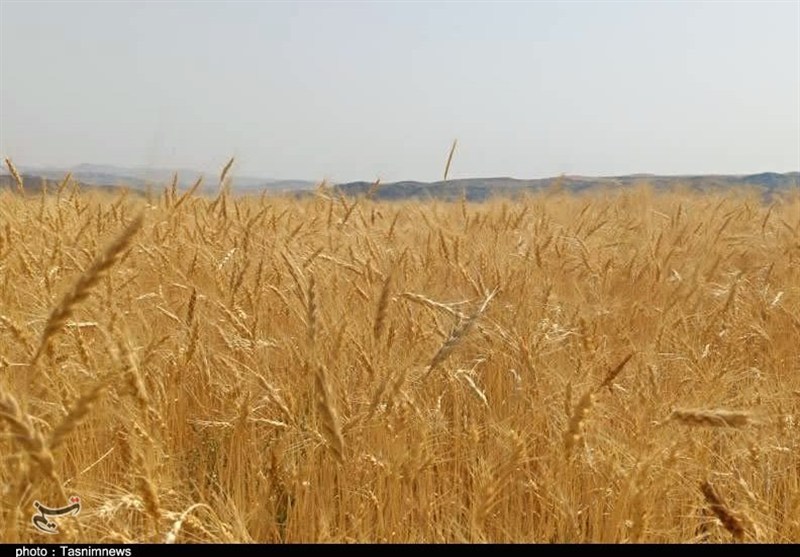 پرداخت ریالی ضرر حذف ارز ترجیحی به کشاورزان