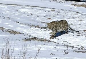 پلنگ شهمیرزاد در طبیعت رهاسازی شد