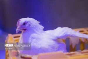 کامیونت حامل ۴ تن مرغ قاچاق در توقیف پلیس هرمزگان