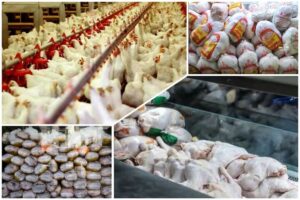 گرانی مرغ از مزرعه تا سفره؛ چرا هزینه تولید در گیلان بالا رفت؟