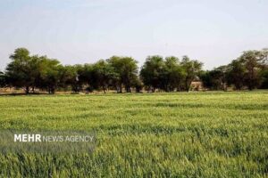 گمبوعه؛ از جنگل دست‌کاشت تا الگوی توسعه سبز در خوزستان