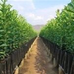 30 میلیون اصله نهال شناسه‌دار میوه تولید شد