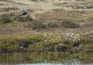 4 تالاب جان دوباره می‌گیرند