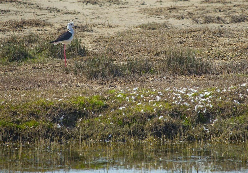 4 تالاب جان دوباره می‌گیرند
