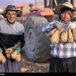 40 درصد صرفه‌جویی آب در تولید چغندر قند با کشت پاییزه