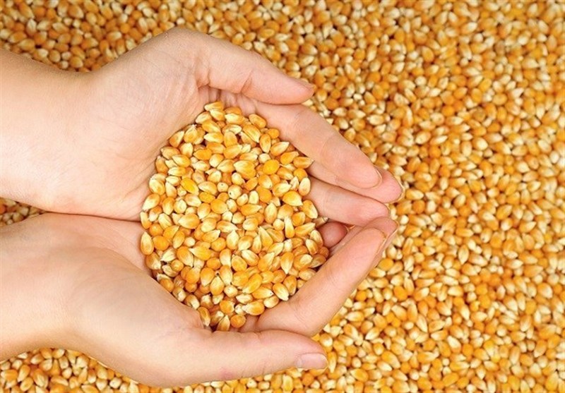 آغاز ثبت‌سفارش ذرت دامی و جو از امروز