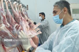 آغاز طرح تشدید نظارت بهداشتی دامپزشکی در کاشمر