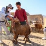 آغاز واکسیناسیون رایگان دام‌ های شهرستان بم علیه بیماری تب برفکی