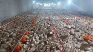 اجرای طرح تولید قراردادی گوشت مرغ در لرستان