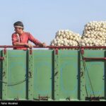 اعلام نرخ رسمی خرید تضمینی سیب‌زمینی و پیاز