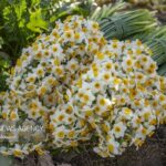 برداشت گل نرگس در استان ایلام آغاز شد