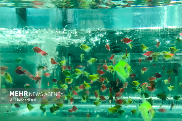 بروجرد قطب تولید ماهیان تزئینی در لرستان