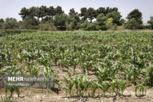 بهره‌برداری از ۲۰۴ پروژه منابع طبیعی و آبخیزداری به‌زودی