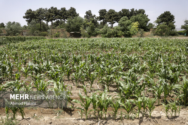 بهره‌برداری از ۲۰۴ پروژه منابع طبیعی و آبخیزداری به‌زودی