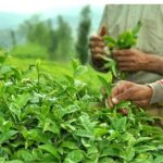 توزیع 6 هزار تن کود شیمیایی بین چایکاران شمال کشور