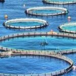 تولید 6 هزار تن ماهی قزل‌آلا و سی‌باس در قفس تا پایان سال