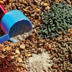 تولید خوراک دام از ضایعات کشاورزی؛ راهکاری نوآورانه برای کاهش وابستگی