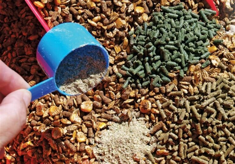 تولید خوراک دام از ضایعات کشاورزی؛ راهکاری نوآورانه برای کاهش وابستگی