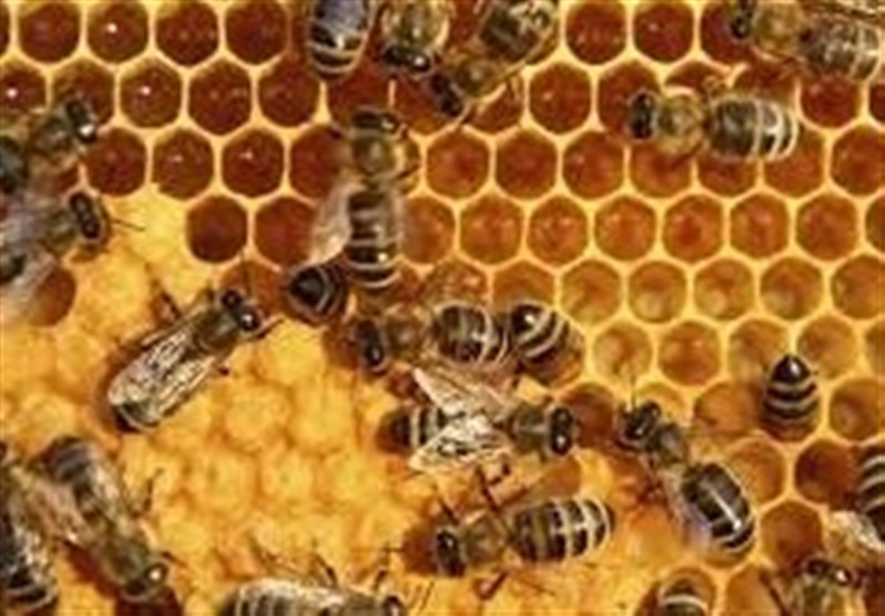 تولید عسل در ایران به 128 هزار تن رسید