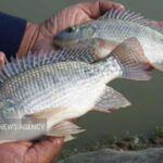 تولید و دپوی ۶۰ هزار قطعه بچه ماهی تیلاپیا در سمنان