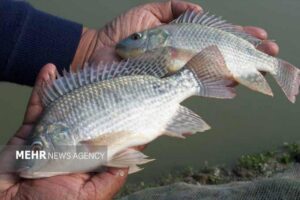 تولید و دپوی ۶۰ هزار قطعه بچه ماهی تیلاپیا در سمنان