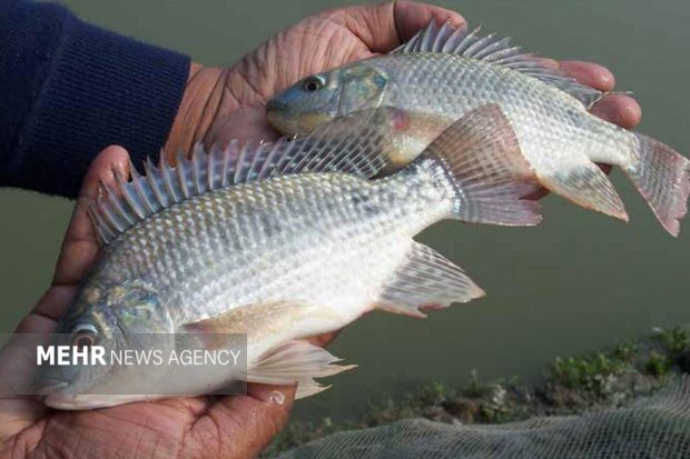 تولید و دپوی ۶۰ هزار قطعه بچه ماهی تیلاپیا در سمنان