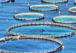 تولید14 هزار و 250 تن ماهی/ بهره‌برداری از 21 مزرعه در سواحل بوشهر