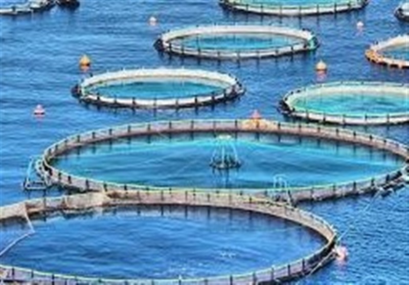 تولید14 هزار و 250 تن ماهی/ بهره‌برداری از 21 مزرعه در سواحل بوشهر